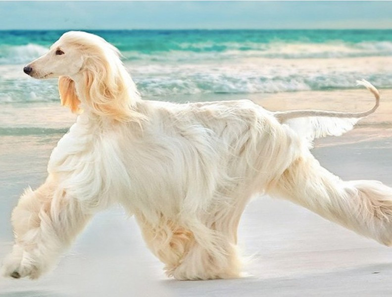 Saluki thường có bộ lông óng ả, mượt mà và là sự kết hợp của 2 trong số các màu như: trắng, kem, nâu vàng, đỏ hay màu nâu rám nắng. Bộ lông của nó có thể là mịn hoặc mềm như lông vũ