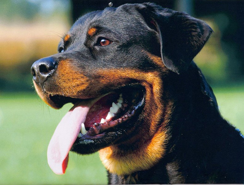 Dù là một giống chó khá phổ biến nhưng giá bán của Rottweiler có thể lênđến 3.000 USD đối với mỗi con