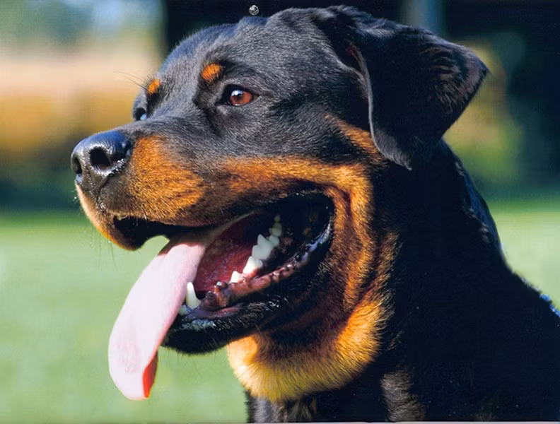 Dù là một giống chó khá phổ biến nhưng giá bán của Rottweiler có thể lênđến 3.000 USD đối với mỗi con
