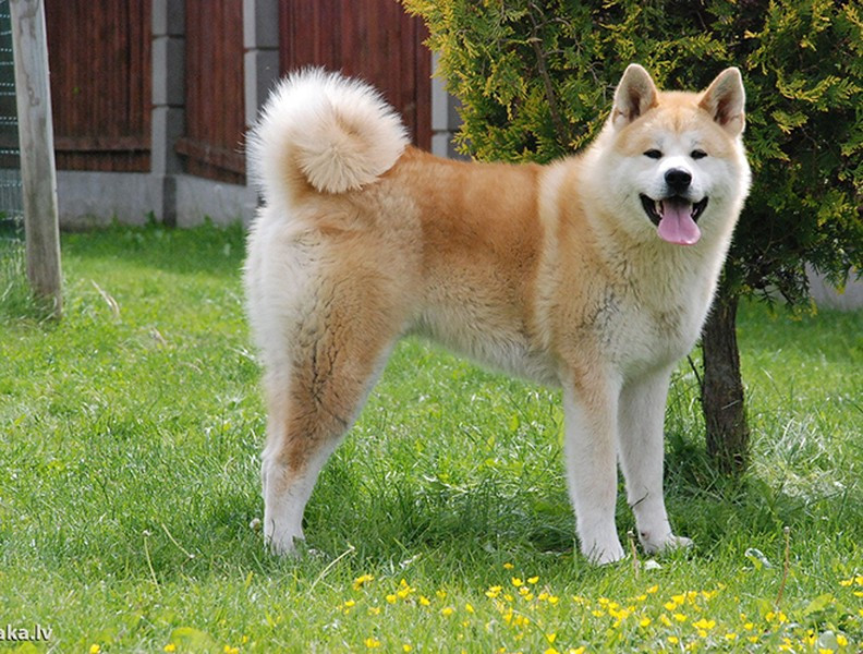 Do Akita là một giống chó quý hiếm nên giá của chúng có thể lên đến 4.500 USD, tuy nhiên, với nhiều người yêu chó, để có một con Akita thì cái giá này cũng không phải quá đắt