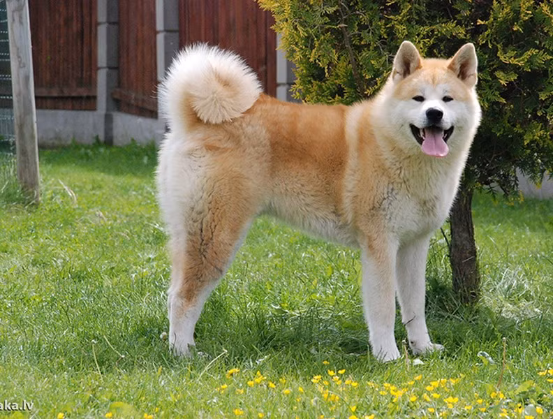 Do Akita là một giống chó quý hiếm nên giá của chúng có thể lên đến 4.500 USD, tuy nhiên, với nhiều người yêu chó, để có một con Akita thì cái giá này cũng không phải quá đắt