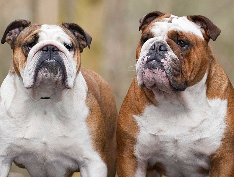 Tuy nhiên, sau nhiều quá trình tiến hóa, chúng ngày càng nhỏ bé và ngốc nghếch hơn tổ tiên của chúng rất nhiều