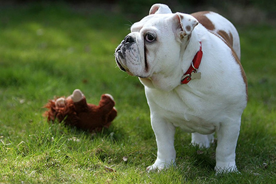 Để sở hữu một chú chó Bulldog Anh, những người yêu chó phải bỏ ra khoảng 3.000 USD, ngoài ra, giống chó này cũng tốn khá nhiều chi phí để khám chữa bệnh