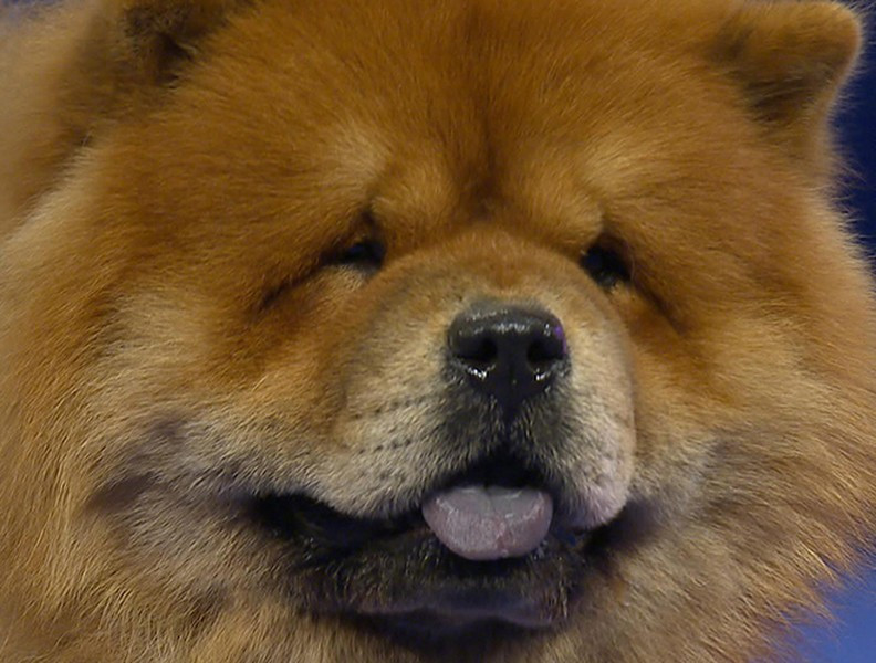 Trên thị trường chó cảnh thế giới, chó Chow Chow đáng yêu có giá trung bình từ 3.000 – 4.000 USD. Giá chúng hầu như không biến đổi nhiều trong khoảng vài năm trở lại đây