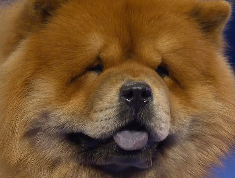 Trên thị trường chó cảnh thế giới, chó Chow Chow đáng yêu có giá trung bình từ 3.000 – 4.000 USD. Giá chúng hầu như không biến đổi nhiều trong khoảng vài năm trở lại đây