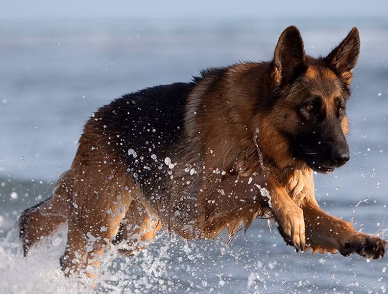 Với sự thông minh và trung thành của mình, giốngchó Becgie Đức này cũng khiến cho nhiều người phải bỏ ra 6.500 USD để được sở hữu chúng