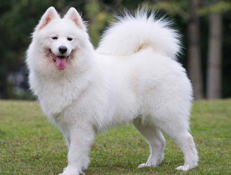 Chó Samoyedgiá từ 2000 USD đến 4000 USD tùy vào nguồn gốc của chúng. Giống chó này tại nước ta có nguồn gốc chính từ Thái Lan. Nếu những chú chó Samoyed nhập từ các nước châu Âu sẽ cao cấp hơn với giá thành đắt đỏ, có thể gấp nhiều lần những chú sinh trong nước.