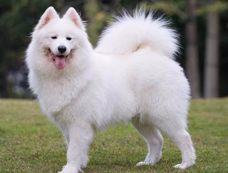 Chó Samoyedgiá từ 2000 USD đến 4000 USD tùy vào nguồn gốc của chúng. Giống chó này tại nước ta có nguồn gốc chính từ Thái Lan. Nếu những chú chó Samoyed nhập từ các nước châu Âu sẽ cao cấp hơn với giá thành đắt đỏ, có thể gấp nhiều lần những chú sinh trong nước.