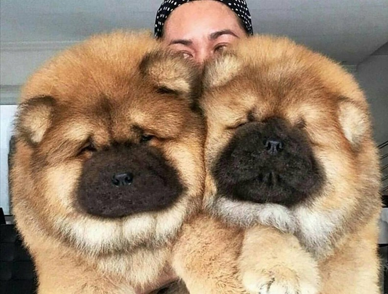 Giống chó này được đánh giá là một loài vật có đặc tính ương ngạnh, khó chịu, tuy nhiên, nếu được gần gũi ngày từ bé thì nó lại cực kỳ thân thiện, nhất là với trẻ em