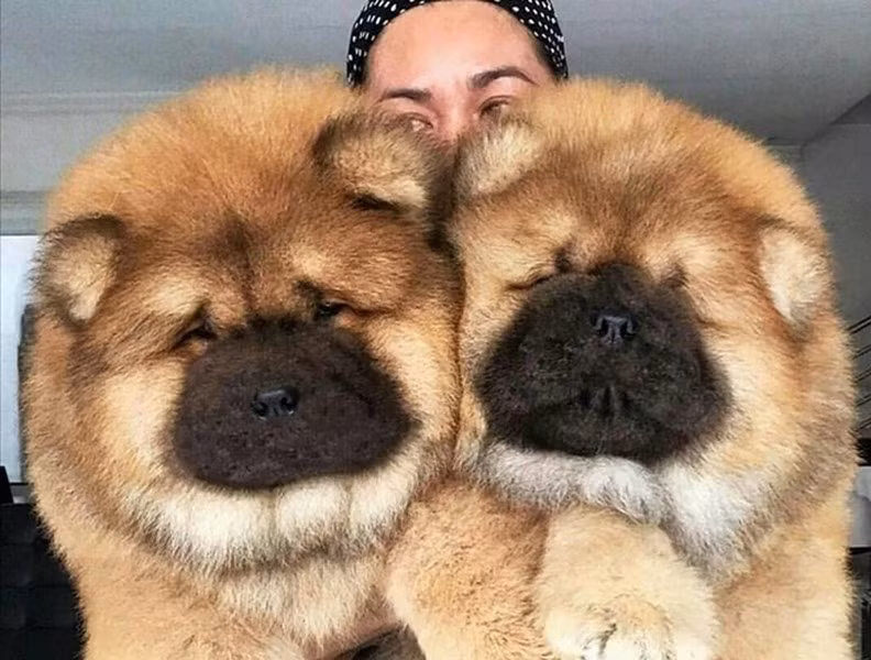 Giống chó này được đánh giá là một loài vật có đặc tính ương ngạnh, khó chịu, tuy nhiên, nếu được gần gũi ngày từ bé thì nó lại cực kỳ thân thiện, nhất là với trẻ em