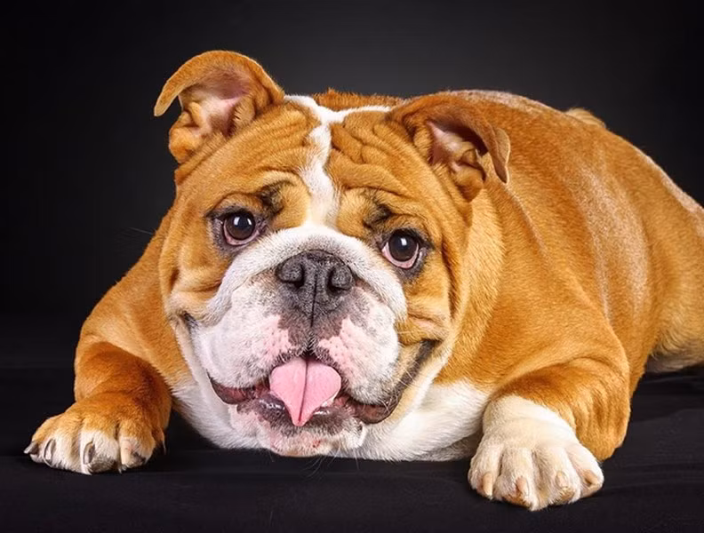 Chó Bulldog Anh là một giống chó cổ của Anh Quốc, trong thời kỳ trước, do có thân hình to lớn và hung dữ, giống chó này thường được sử dụng trong các trận chiến khốc liệt