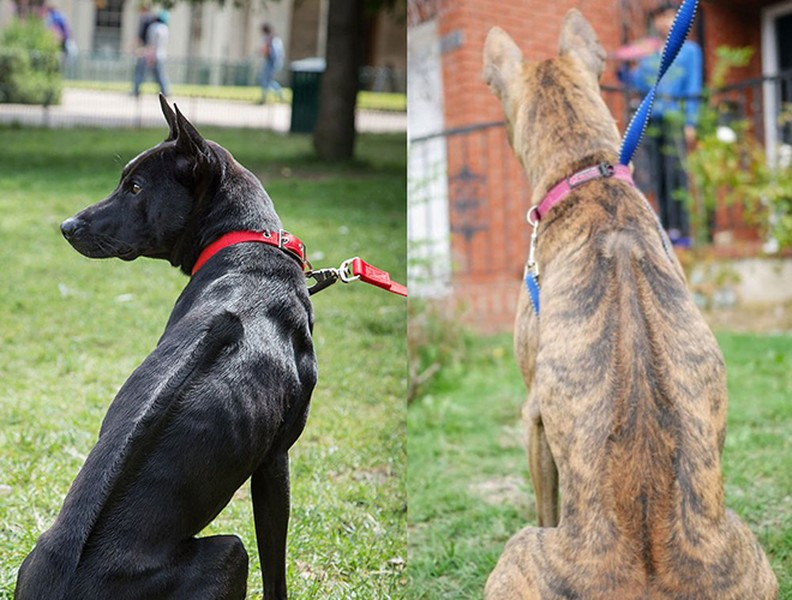 Giống chó Phú Quốc là một giống chó quý có nguồn gốc từ đảo Phú Quốc, Việt Nam. Chúng có đặc điểm dễ phân biệt như lưng vòng xoáy chạy từ vai đến xương hông, dáng dũng mãnh và được nhiều người tìm kiếm, đưa về nuôi