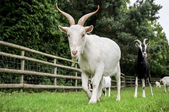 Tuổi Mùi: Nửa đầu năm 2024, người tuổi Mùi sẽ như một dòng nước nhỏ giọt xoa dịu mọi thứ xung quanh. Các mối quan hệ gia đình sẽ trở nên thân thiết hơn trong giai đoạn này, những cảm xúc ấm áp của con giáp này sẽ làm tan đi sự lạnh lùng xung quanh và mang lại sự bình yên, hạnh phúc cho gia đình.