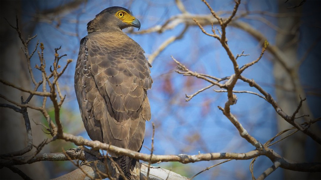 Tận mục loài chim quý trong Sách Đỏ: "Chuyên gia săn rắn" cực đỉnh Tan muc loai chim quy trong Sach Do: