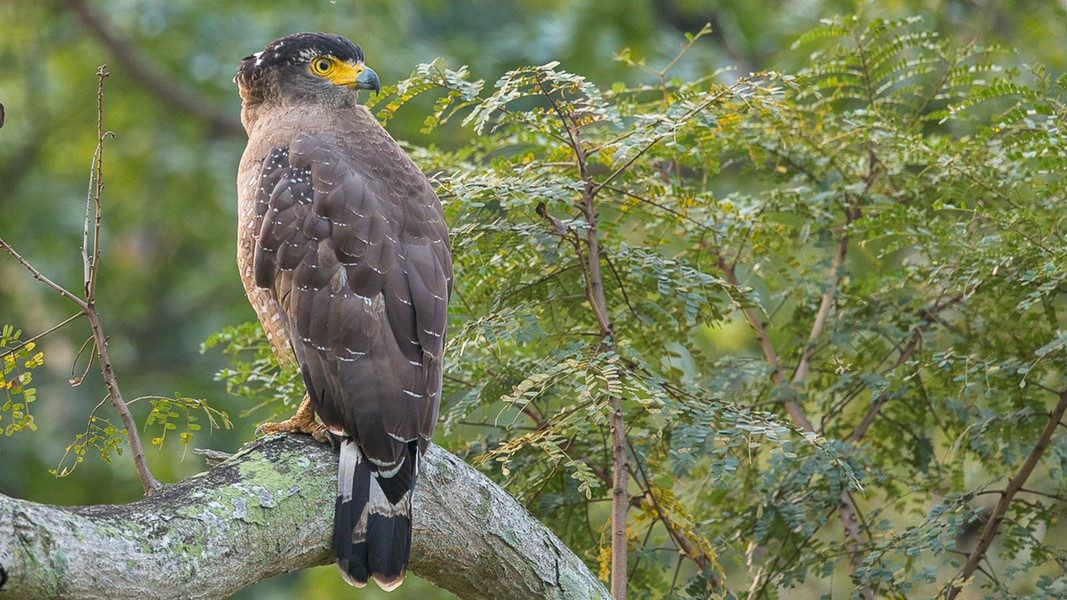 Tận mục loài chim quý trong Sách Đỏ: "Chuyên gia săn rắn" cực đỉnh - Hình 9 Tan muc loai chim quy trong Sach Do: