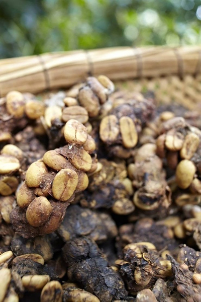 Tuy chúng nuốt quả và thải ra hạt cà phê còn nguyên, nhưng hệ tiêu hóa của chúng đã khiến cho caffeine trong hạt mất gần hết và không cần lên men nữa.