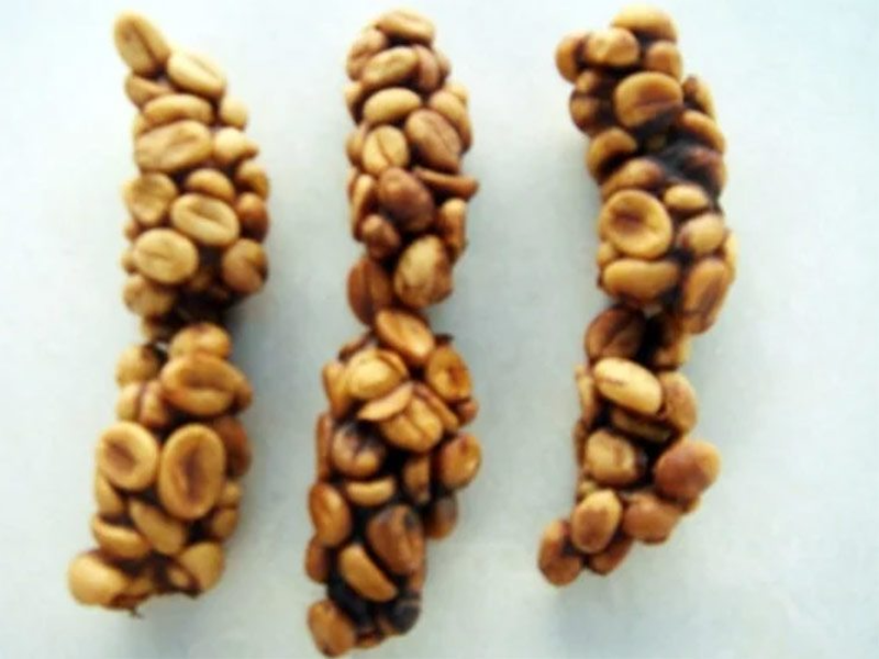 Ông cũng phát hiện ra chim Jacu có hệ tiêu hóa đặc biệt.