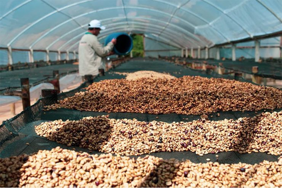 Thành phẩm thu được là cà phê phân chim Jacu có vị trái cây và chua hơn các loại khác.