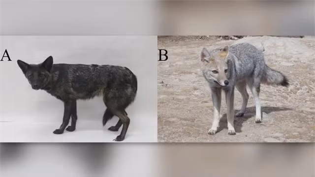 Dogxim: Các nhân viên thú y ở miền nam Brazil đã tiếp nhận điều trị một con vật không rõ danh tính là cáo hay chó. Sinh vật có tên "dogxim" này có những đặc điểm giống cả chó nhà và cáo đồng cỏ.