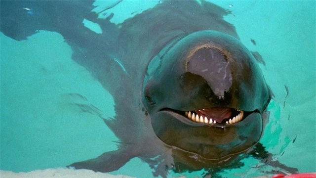 Wolphin: Con lai đầu tiên mang tên wolphin là con đẻ của cá voi sát thủ giả (Pseudorca crassidens) và cá heo mũi chai Đại Tây Dương (Tursiops truncatus) tại Sea Life Park Hawaii. Kể từ đó, con người đã nhân giống một số giống cá heo lai khác trong điều kiện nuôi nhốt. Ảnh: Barry King/Alam