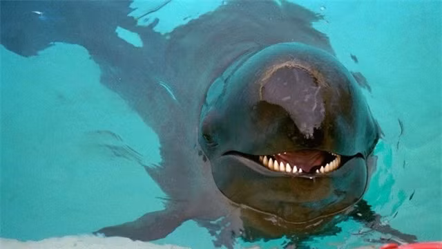 Wolphin: Con lai đầu tiên mang tên wolphin là con đẻ của cá voi sát thủ giả (Pseudorca crassidens) và cá heo mũi chai Đại Tây Dương (Tursiops truncatus) tại Sea Life Park Hawaii. Kể từ đó, con người đã nhân giống một số giống cá heo lai khác trong điều kiện nuôi nhốt. Ảnh: Barry King/Alam