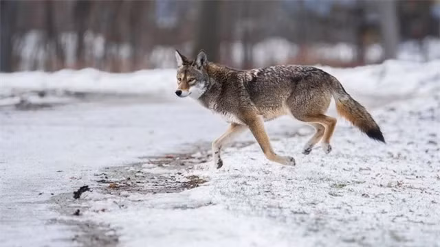 Coywolf: Vào những năm 1980, một thợ săn người Inuit đã bắn chết ba con cá voi kỳ lạ. Loài động vật này sở hữu vây trước của cá voi beluga (Delphinapterus leucas), đuôi của kỳ lân biển (Monodon monoceros) và những chiếc răng dường như là sự kết hợp của cả hai. Các nhà nghiên cứu sau đó đã xác định được đây là loài lai beluga-kỳ lân biển hay narluga đầu tiên được ghi nhận. Ảnh: Shutterstock
