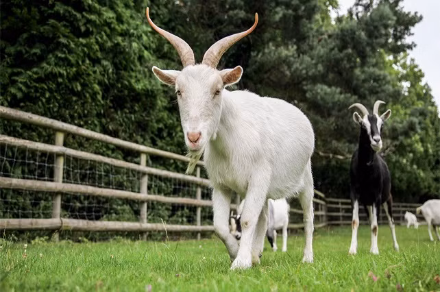 Tuổi Mùi: Năm Giáp Thìn này mang đến nhiều tốt đẹp hơn cho người tuổi Mùi so với năm ngoái. Bản mệnh sẽ đón nhiều sự chuyển biến tích cực ở các phương diện. 