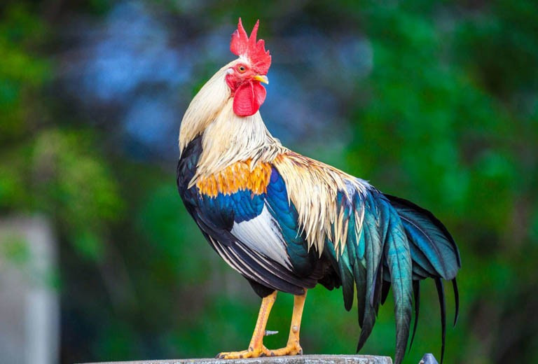 Tuy nhiên, dù đạt thành tích lớn thì Dậu cũng chớ nên kiêu ngạo. Thái độ háo thắng chỉ khiến bạn gặp nhiều rắc rối, cản trở vận may và các cơ hội hiện tại của bản thân.