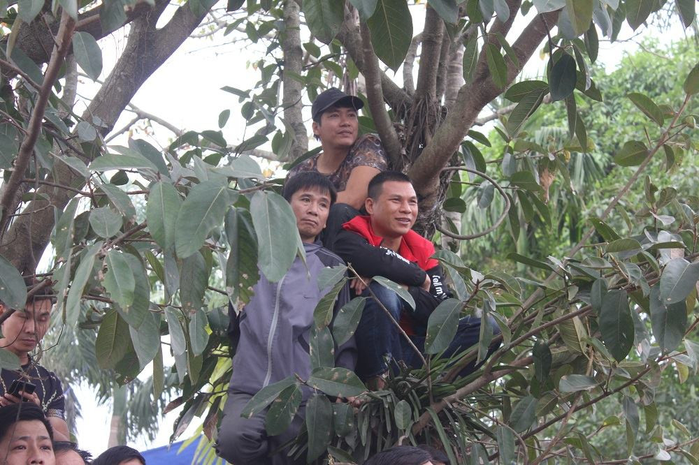 Người dân trèo cả lên cây cao để dễ quan sát, theo dõi các trận đấu.