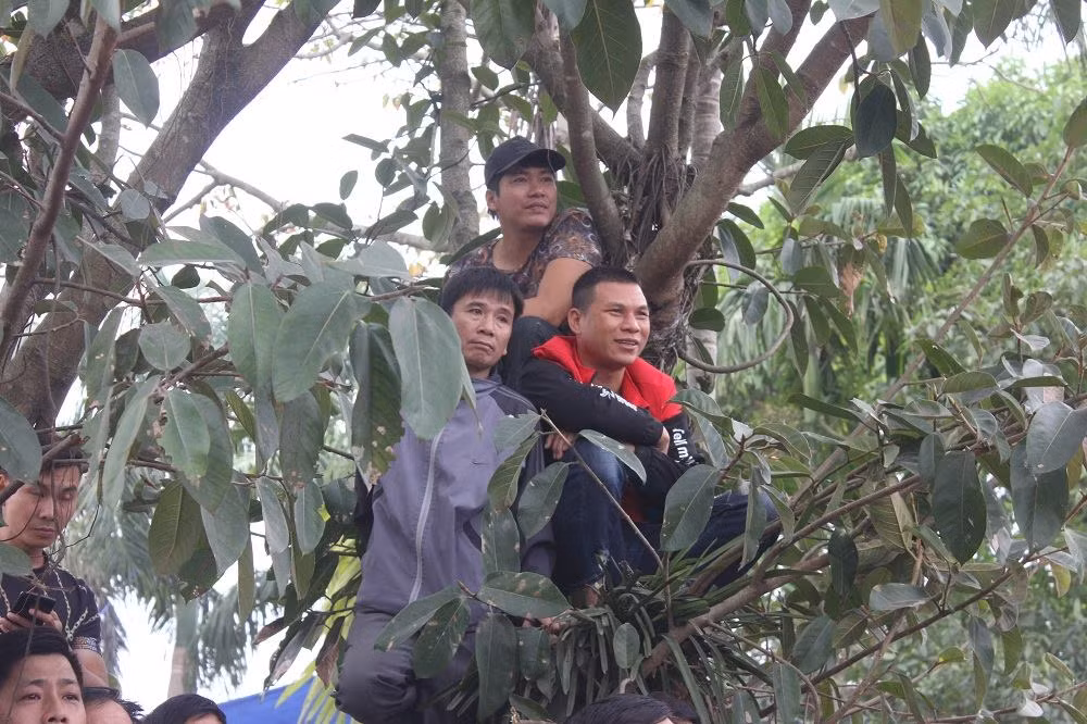 Người dân trèo cả lên cây cao để dễ quan sát, theo dõi các trận đấu.