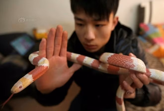 Zong là nickname của chàng trai sinh năm 1990, người mới đây đăng lên mạng loạt ảnh chăm sóc, nuôi nấng đàn rắn độc 20 con trong nhà như nuôi thú cưng, và lập tức nổi như cồn.