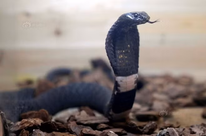 Thú nuôi rắn độc và nâng niu chúng như thú cưng của Zong bị hầu hết bạn bè, người thân phản đối vì quá nguy hiểm.