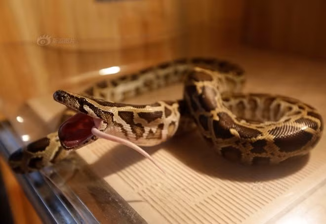 Tuy nhiên, Zong, cho đến lúc này, vẫn không có ý định từ bỏ niềm đam mê và tình cảm âu yếm của mình đối với rắn độc.