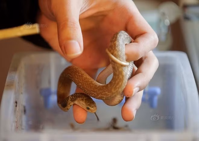 Chàng trai cũng cho biết, rắn là vật nuôi sạch, nhu cầu dinh dưỡng đơn giản, có thể sống 10-20 năm nếu được chăm sóc tốt.