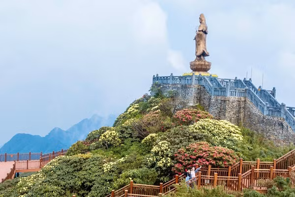 Hoa do quyen no ruc ro tren dinh Fansipan hut khach dip le 30/4