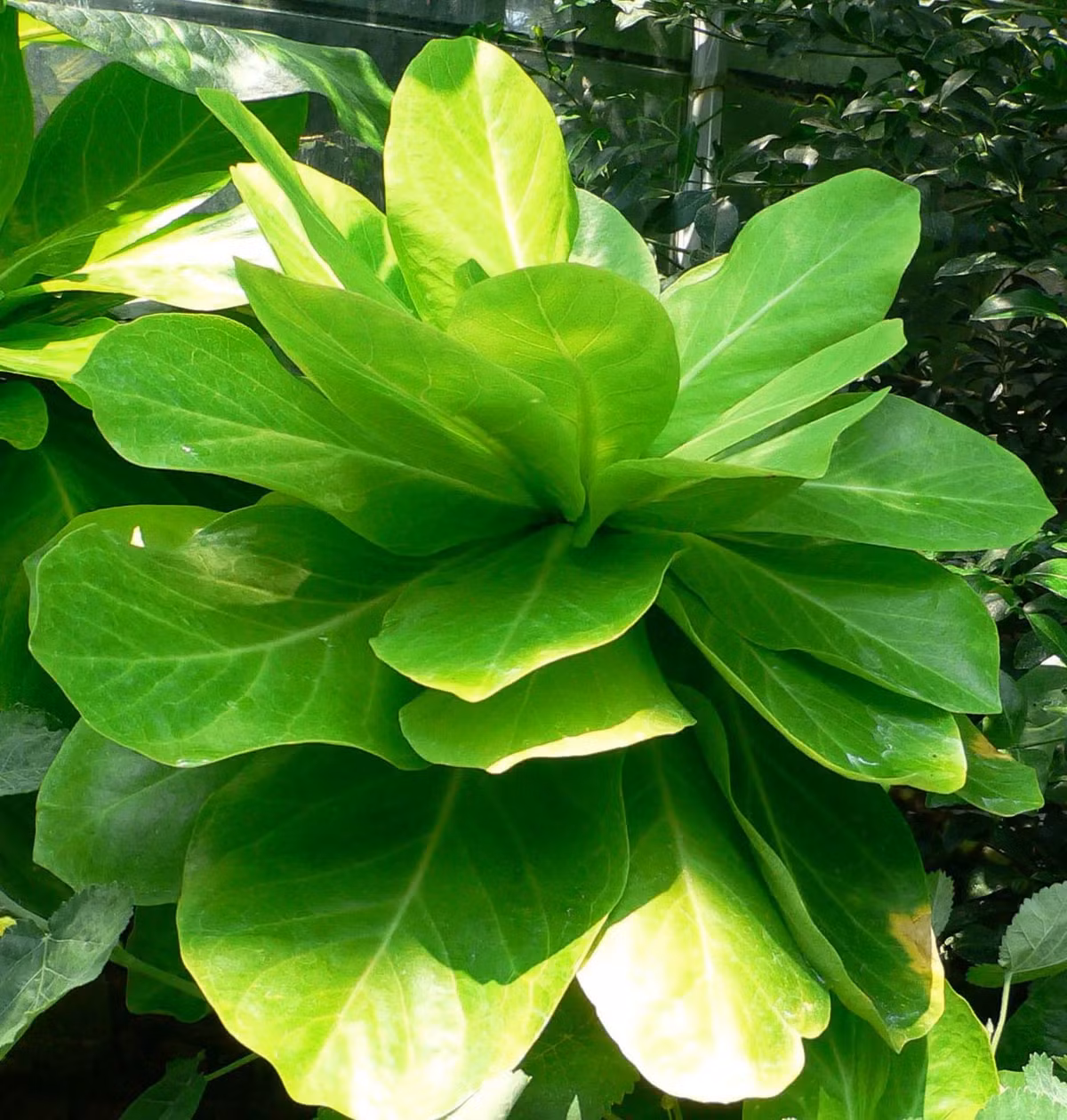 5 loai sinh vat thoat khoi su tuyet chung nho con nguoi-Hinh-3