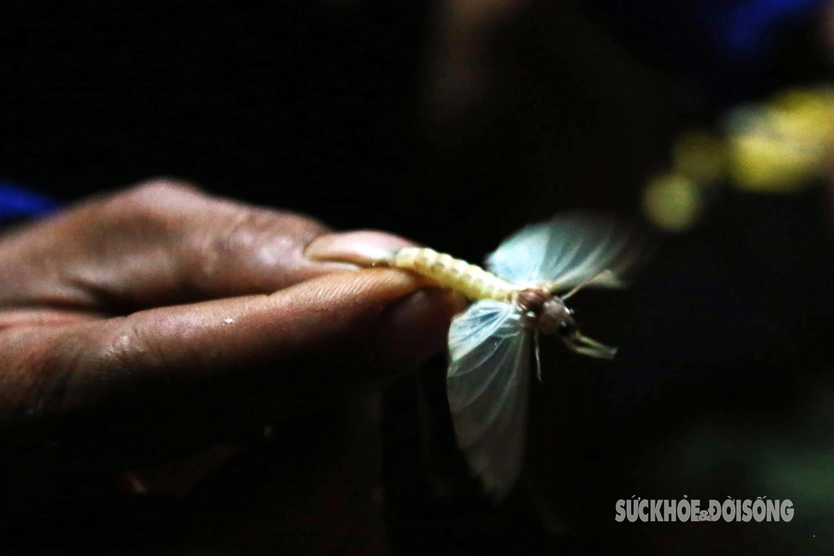 Loài côn trùng "vật vờ" hay còn gọi là con vờ, sống ở nơi đất thịt dưới đáy sông Hồng. Khoảng tháng 2 đến tháng 4 (Âm lịch) hàng năm, vào sáng sớm loài côn trùng này ngoi lên mặt nước đẻ trứng trở thành ấu trùng rồi chìm xuống nước để rồi 1 năm sau thế hệ kế tiếp lại làm nhiệm vụ tương tự như một chu kỳ.