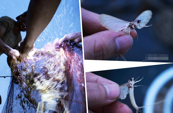 Tuy nhiên, với những người sinh sống gắn với dòng sông Hồng, những con vờ vẫn là một món quà của tự nhiên mang tặng mỗi năm.