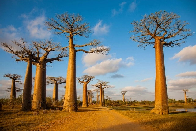 Avenue of the Baobabs (Madagascar): Hàng trăm năm trước, Đại lộ Baobabs đã từng nằm trong một khu rừng nhiệt đới dày đặc cây Adansonia grandidieri - loại cây đặc biệt chỉ có ở Madagascar. Sau nhiều năm bị chặt phá, chỉ còn khoảng 20 cây còn tồn tại —thường được gọi là cây baobab—vẫn đứng vững dọc theo con đường đất nổi tiếng. Với hình dáng độc đáo và tư thế “ngược”, những cây thụ vĩ đại này đặc biệt nổi bật vào lúc bình minh và hoàng hôn.
