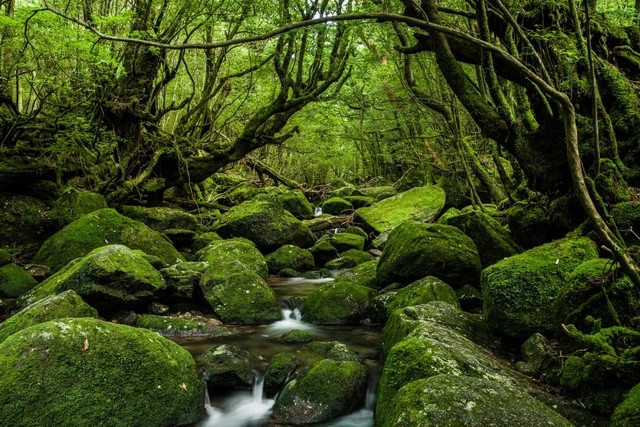 Rừng Yakushima (Nhật Bản): Các gốc cây Yakusugi, còn được gọi là Japanese cedars (tên tiếng Nhật là sugi), đã tồn tại trong rừng trên đảo Yakushima khoảng 7.000 năm. Khu rừng nhiệt đới này được hoàng gia Nhật Bản thế kỷ 17 đánh giá cao đến mức những cảnh quan trong rừng đã được tái hiện lại tại một khu vườn trên đất liền. Năm 1993, Rừng Yakushima đã được UNESCO công nhận là Di sản Thế giới. Đây cũng là nơi truyền cảm hứng cho các tác phẩm anime nổi tiếng như Princess Mononoke và Spirited Away.
