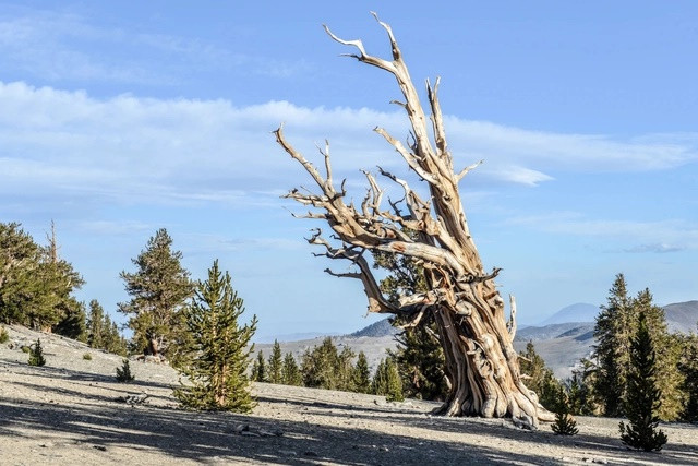 Rừng thông Bristlecone cổ thụ (California): Khu rừng Ancient Bristlecone Pine nằm ở độ cao 3km so với mực nước biển trong vùng cao nguyên California thuộc Rừng Quốc gia Inyo. Đây là nơi sinh sống của một số cây có tuổi thọ lớn nhất trên Trái Đất. Trong đó có cây Methuselah – mang hình dáng xoắn khác thường – ước tính đã trên 4.840 năm tuổi.