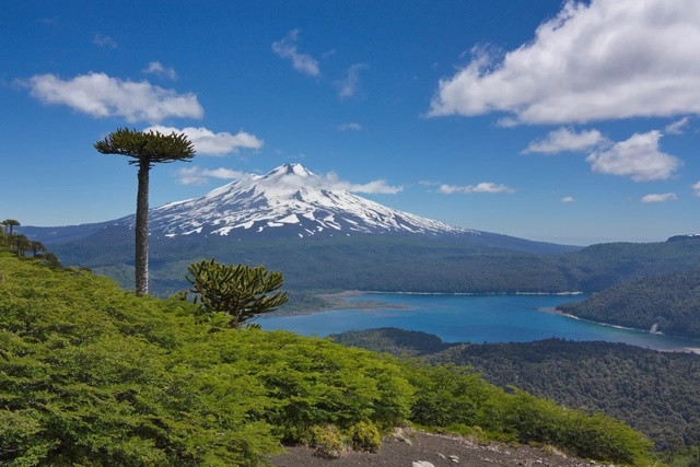 Rừng Araucaria (Chile): Cây Araucaria, còn được gọi là Pehuén trong ngôn ngữ Mapuche bản địa hay “cây ghép hình khỉ”, có tuổi thọ khoảng 1.000 năm và mọc trên nhiều vùng của dãy núi Andes Chile. Khi đến vùng Araucanía của Chile vào tháng 11, bạn sẽ được chứng kiến “coning season”, khi cây cho ra hạt giống với hình dáng như trái dứa, được người Penuenche và Mapuche bản địa sử dụng trong các món ăn địa phương.