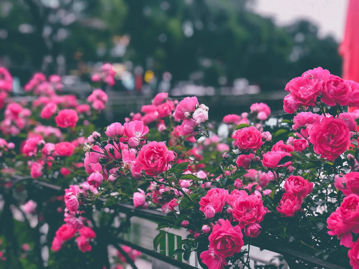 Trong khuôn khổ lễ hội, du khách sẽ được thưởng lãm vẻ đẹp mê hồn của thung lũng hoa hồng khổng lồ trải dài trên diện tích 50.000 mét vuông, quy tụ khoảng 300.000 gốc hồng, thuộc 150 giống hoa hồng, từ hồng leo, hồng cổ Sa Pa đến hồng nhập ngoại như: Monileux, Society, Abraham, Catalina…