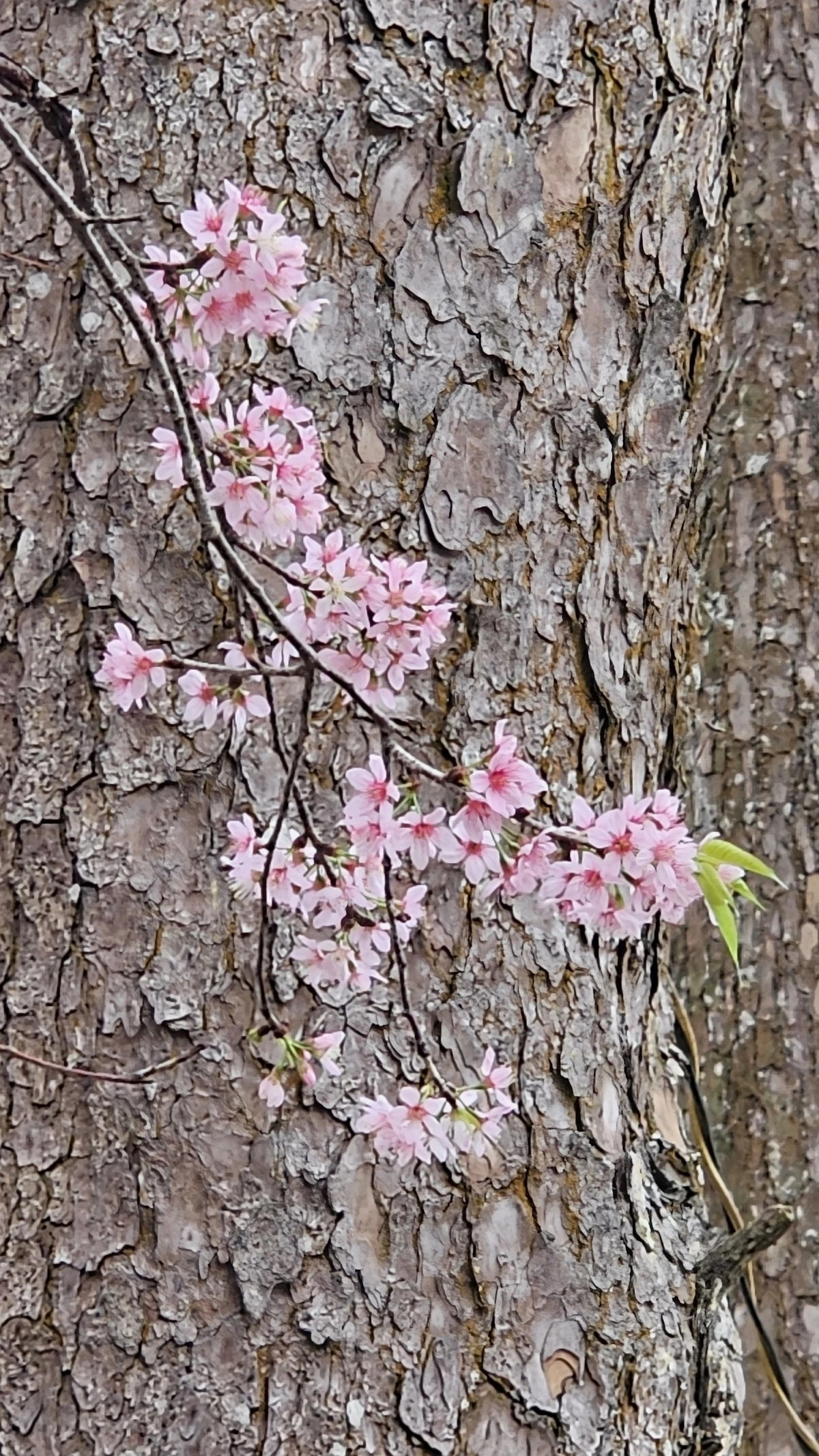 Mai anh đào đang nở dù thời tiết không thuận lợi vì ngày nóng, tối mưa.