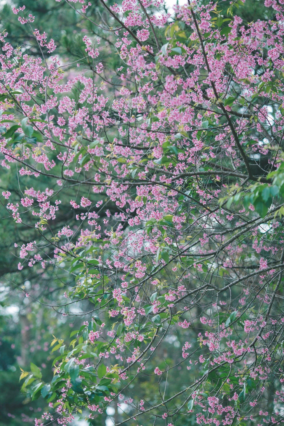 Cùng tâm trạng với Ngọc Dung, nhiều du khách trở lại thăm Đà Lạt những ngày gần đây đã vô cùng ngạc nhiên khi thấy mai anh đào nở khắp. Từ khu vực hồ Tuyền Lâm đến đường Trần Hưng Đạo, Hùng Vương, khu giao nhau giữa đường Quang Trung - Phó Đức Chính và đặc biệt là quanh hồ Xuân Hương đâu đâu cũng ngập sắc hồng mỏng manh của mai anh đào.