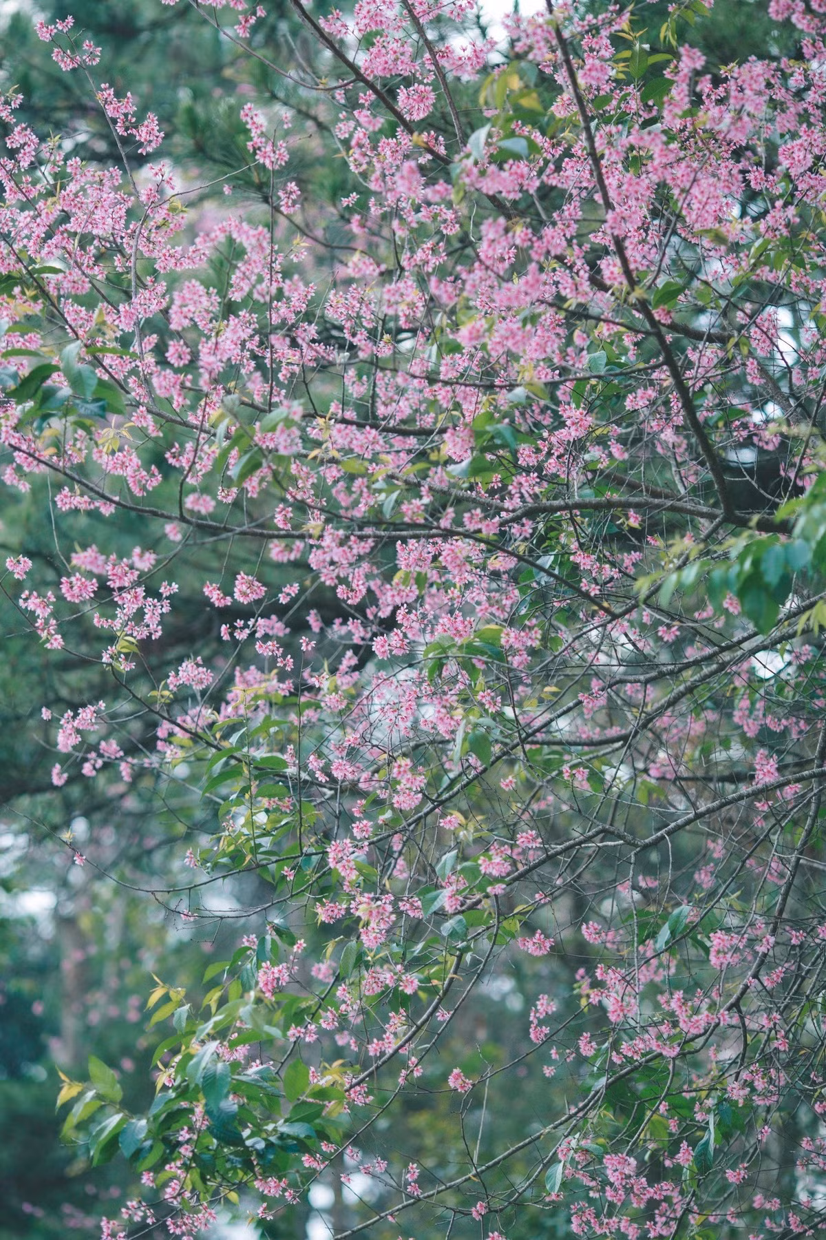 Cùng tâm trạng với Ngọc Dung, nhiều du khách trở lại thăm Đà Lạt những ngày gần đây đã vô cùng ngạc nhiên khi thấy mai anh đào nở khắp. Từ khu vực hồ Tuyền Lâm đến đường Trần Hưng Đạo, Hùng Vương, khu giao nhau giữa đường Quang Trung - Phó Đức Chính và đặc biệt là quanh hồ Xuân Hương đâu đâu cũng ngập sắc hồng mỏng manh của mai anh đào.