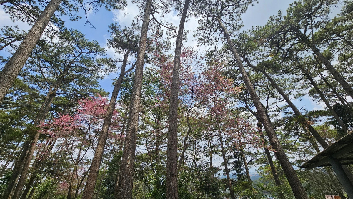 Xen lẫn giữa rừng thông già, mai anh đào đang thu hút nhiều du khách "nhớm chân" về ngay Đà Lạt.