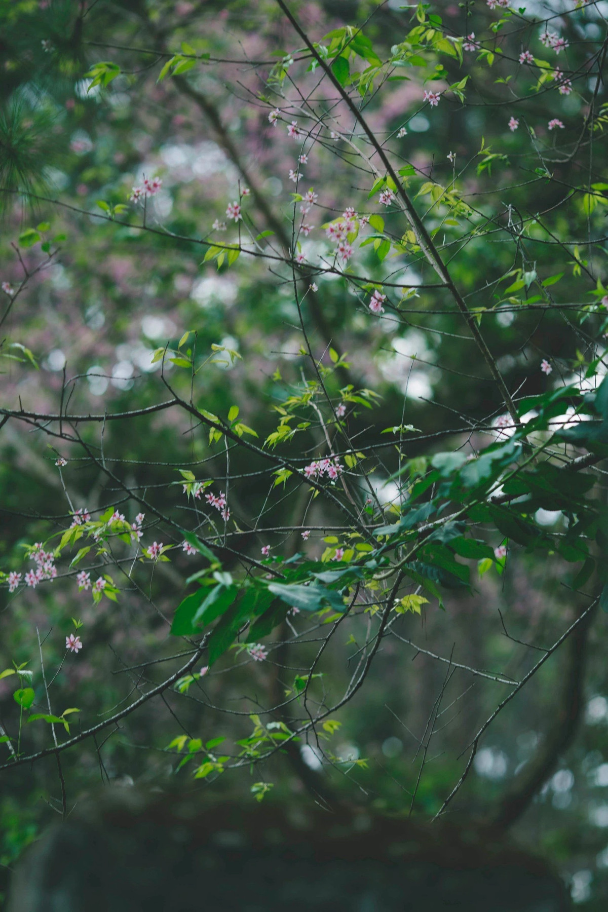 Lẽ tự nhiên, mai anh đào sẽ nở khi những ngày giá rét vừa qua trên cao nguyên