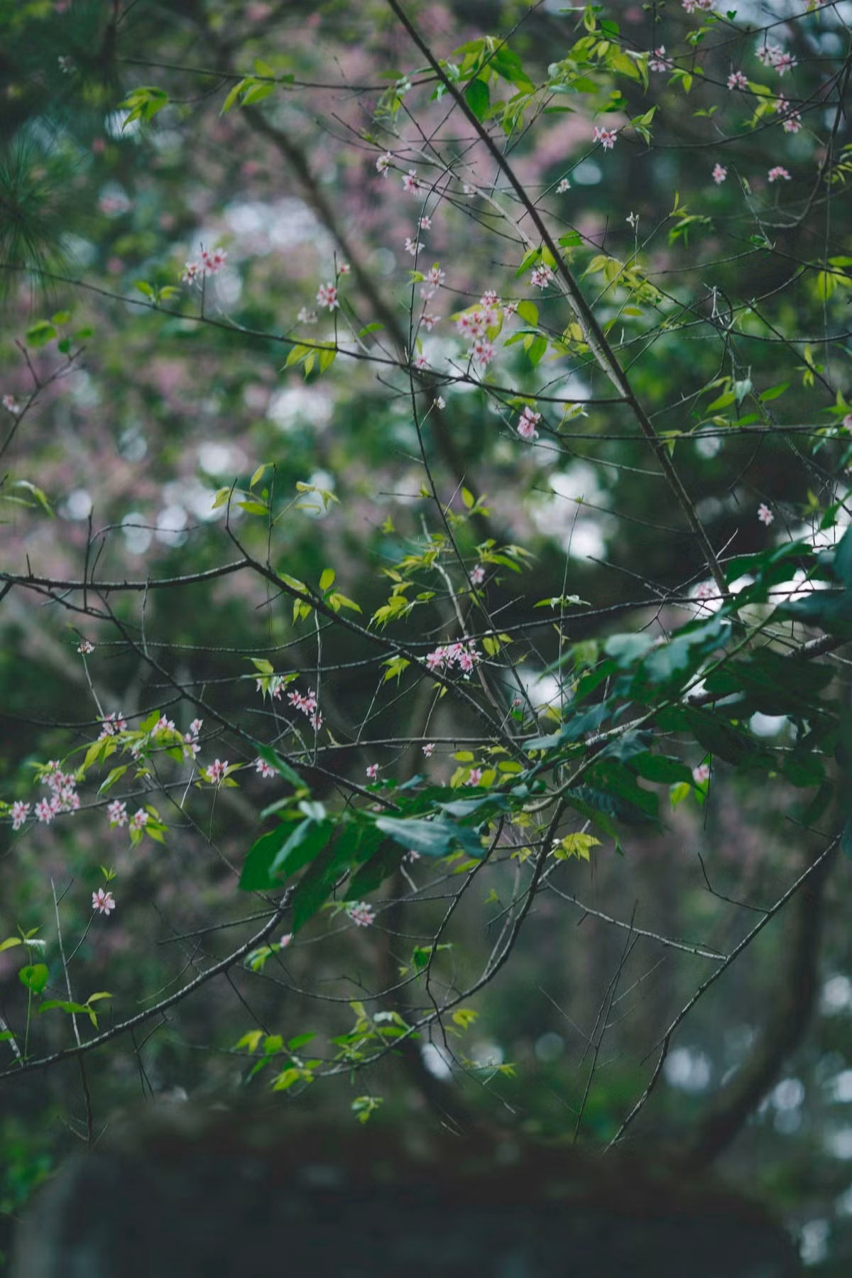 Lẽ tự nhiên, mai anh đào sẽ nở khi những ngày giá rét vừa qua trên cao nguyên