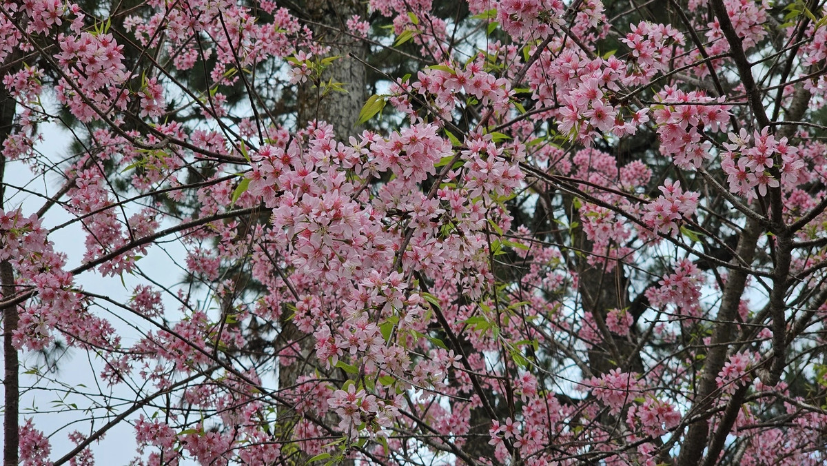 Sắc hồng tháng tư.